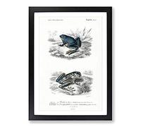 Frog Illustrations PL. 15 by Charles d' Orbigny Framed Print | A2 Black Framed Wall Art | Ready to Hang | Modern Animal Picture | Living Room Bedroom Lounge Office