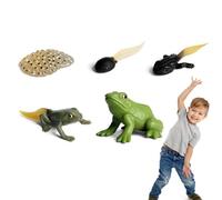 Frog Life Cycle Figures - Biological Model Set | Animal Growth Cycle Toy For Educational Learning, Children, Classroom, Party Supplies, Desktop Decor And Developmental Play