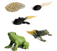 Frog Life Cycle Figurine - 5 Piece Realistic Frog Growth Models Set, Science And Biology Early Education Aids, PVC Toy For Life Stages Of L