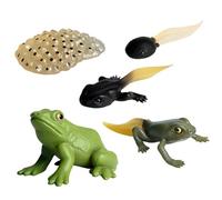 Frog Life Cycle, Plastic Frogs Animal Figures, Miniature Amphibian Specimens for Biology Study, Scientific Observation Models, Detailed Growth Stage Replicas