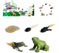 Frog Life Cycle Toys For Kids - 5 Stage Realistic Growth Cycle Figurines | Science Teaching Aids | Educational Science Project Kit | Animal Life Stages Model For Classroom, Homeschool, Birthday