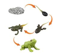 Frog Life Cycle Toys Set, 5Pcs Stages Amphibian Growth Model Figurines, Educational Science Learning Tools For Classroom Teaching And Biological Observation (Green)