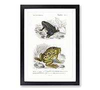 Frog & Toad Illustration by Charles d' Orbigny Framed Print | A2 Black Framed Wall Art | Ready to Hang | Modern Animal Picture | Living Room Bedroom Lounge Office