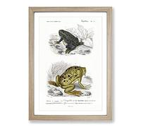 Frog & Toad Illustration by Charles d' Orbigny Framed Print | A2 Oak Framed Wall Art | Ready to Hang | Modern Animal Picture | Living Room Bedroom Lounge Office