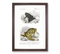 Frog & Toad Illustration by Charles d' Orbigny Framed Print | A2 Walnut Framed Wall Art | Ready to Hang | Modern Animal Picture | Living Room Bedroom Lounge Office