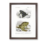 Frog & Toad Illustration By Charles D' Orbigny Vintage Framed Print | A2 Walnut Framed Wall Art | Ready to Hang | Classic Animal Picture | Living Room Bedroom Lounge Office