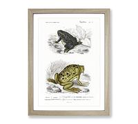 Frog & Toad Illustration By Charles D' Orbigny Vintage Framed Print | A4 Oak Framed Wall Art | Ready to Hang | Classic Animal Picture | Living Room Bedroom Lounge Office