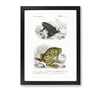 Frog & Toad Illustration By Charles D' Orbigny Vintage Framed Wall Art Print, Ready to Hang Picture for Living Room Bedroom Home Office Décor, Black A3 (34 x 46 cm)