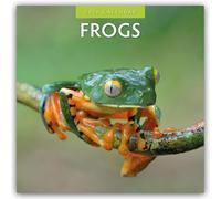 Frogs 2026 Square Wall Calendar: Original Red Robin Publishing Ltd-Kalender [Mehrsprachig] [Kalender]