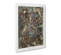 Frogs And Toads By Ernst Haeckel Canvas Print | Gallery Wrapped 30mm Frame Wall Art | 24x16 inches | Ready to Hang | Surrealist Animal Picture | Living Room Bedroom Lounge Office