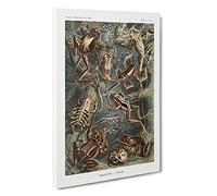 Frogs And Toads By Ernst Haeckel Canvas Print | Gallery Wrapped 30mm Frame Wall Art | 30x20 inches | Ready to Hang | Surrealist Animal Picture | Living Room Bedroom Lounge Office