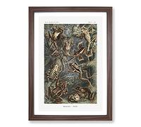 Frogs and Toads by Ernst Haeckel Framed Print | A2 Walnut Framed Wall Art | Ready to Hang | Modern Animal Picture | Living Room Bedroom Lounge Office