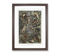 Frogs And Toads By Ernst Haeckel Vintage Framed Print | A4 Walnut Framed Wall Art | Ready to Hang | Classic Animal Picture | Living Room Bedroom Lounge Office