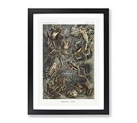 Frogs And Toads By Ernst Haeckel Vintage Framed Wall Art Print, Ready to Hang Picture for Living Room Bedroom Home Office Décor, Black A3 (34 x 46 cm)