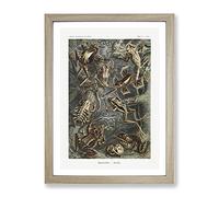 Frogs And Toads By Ernst Haeckel Vintage Framed Wall Art Print, Ready to Hang Picture for Living Room Bedroom Home Office Décor, Oak A2 (64 x 46 cm)