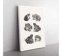 Frogs and Toads by Theo Van Hoytema Canvas Wall Art Print 30x20 Inch