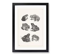 Frogs and Toads by Theo Van Hoytema Framed Print | A2 Black Framed Wall Art | Ready to Hang | Modern Animal Picture | Living Room Bedroom Lounge Office