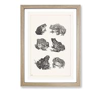 Frogs and Toads by Theo Van Hoytema Framed Print | A2 Oak Framed Wall Art | Ready to Hang | Modern Animal Picture | Living Room Bedroom Lounge Office