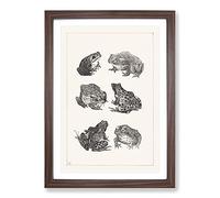 Frogs and Toads by Theo Van Hoytema Framed Print | A2 Walnut Framed Wall Art | Ready to Hang | Modern Animal Picture | Living Room Bedroom Lounge Office