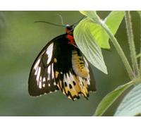 From Caterpillar to Catwalk
