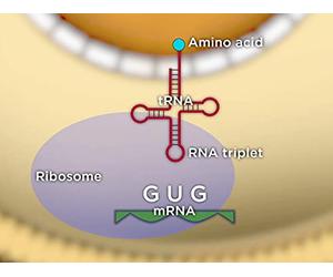 From Genetic Codes to DNA Fingerprints