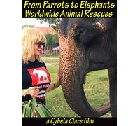 From Parrots to Elephants: Worldwide Animal Rescues
