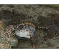 From the Alps to the River Rhine