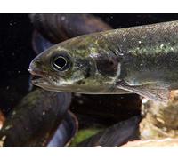 From the Harz Mountain to the North Sea