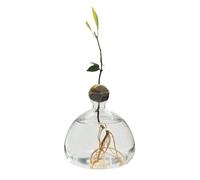 FROMCEO Avocado Starter Vase Hydroponic Glass Planter Avocado Tree Growing Vase Clear Propagation Jar Container Home Decors