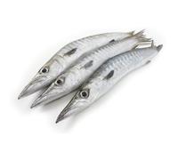 Frozen Barracuda Box 100kg - Premium Whole Fish, Sustainably Sourced, Ideal for Restaurants, Catering & Wholesale Seafood Supply