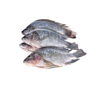 Frozen Gutted and Scaled Black Tilapia 2.5kg x 2 Packs