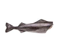 Frozen Headless & Gutted Black Cod 22.68kg