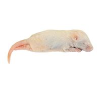 Frozen Mice - Crawlers 6-10g - Pack of 25