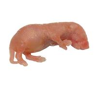 Frozen Mice - Large Pinkies 2-4g - Pack of 25