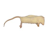 Frozen Rat - Large Weaners 50-90g - Pack of 10