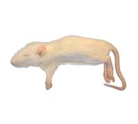 Frozen Rat Small Weaners - 25-50g - Pack of 5