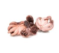 Frozen Raw Cleaned Baby Octopus 40-60 (1kg x 10 Packs) - Premium Whole Octopus for Cooking