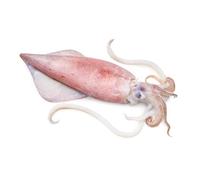 Frozen Squid XXL 10kg | Premium Whole Cleaned Squid | Extra-Large Seafood for Grilling, Frying & Stuffing | Ideal for Restaurants, Catering & Home Use | Frozen Seafood Bulk Pack