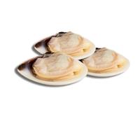 Frozen & Vac-Pac Cooked Meretrix Half Shell Clams 1kg x 10 Packs - Premium Ready-to-Use Clams, Sweet & Tender Seafood