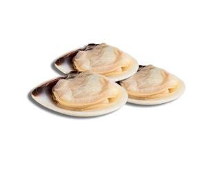 Frozen & Vac-Pac Cooked Meretrix Half Shell Clams 1kg x 10 Packs - Premium Ready-to-Use Clams, Sweet & Tender Seafood