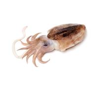 Frozen Whole Cuttlefish 20kg - Premium Quality Seafood, Cleaned & Ready to Cook, Ideal for Restaurants, Catering & Mediterranean Cuisine