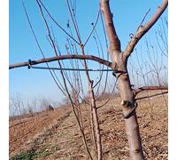 Fruit Tree Branch | Open Angle| Pull Branch stereotyped Branch |Bending Tool |Fruit Branch（5pcs） (T26)