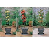Fruit Tree Dwarf Patio Collection - 3 Potted Plants