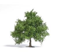 Fruit Tree / Small Oak Tree 95mm Spring HO/OO Gauge Busch 3661