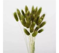 FRZXBKW 170~180 Stems Natural Dried Bunny Tail Grass Real Flower Eternal Flower Lagurus Ovatus Dry Grass Dried Flowers Pampas Grass Bouquet Rabbit Tail Grass Stems for Home Decor and Fall Theme