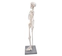 FTVOGUE Anatomical Skeleton Model, 85 Cm Flexible Human Skeleton Model with Support, Ideal for Education and Interactive Learning