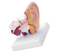 FTVOGUE Enlarged Human Ear Model, PVC Anatomy Model 1.5X Magnification for Education and Research