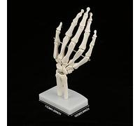 FTVOGUE Life Size Human Hand Skeleton Model, Anatomical Study Tool for Health Education, Durable PVC, Detailed Anatomy for Schools and Training Facilities