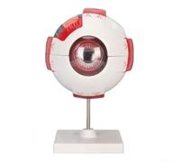 FUBESK Comprehensive Eye Anatomy Model, Enlarged Human Eye Anatomical Model, Anatomically Accurate Eye Model For Science Classroom Study Display Teaching Model(6-fold)
