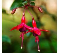 Fuchsia 30ml Dosage Flower Essence Prepared from FES Stock essences